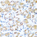 Immunohistochemistry - Anti-ARHGEF5 Antibody (A92536) - Antibodies.com