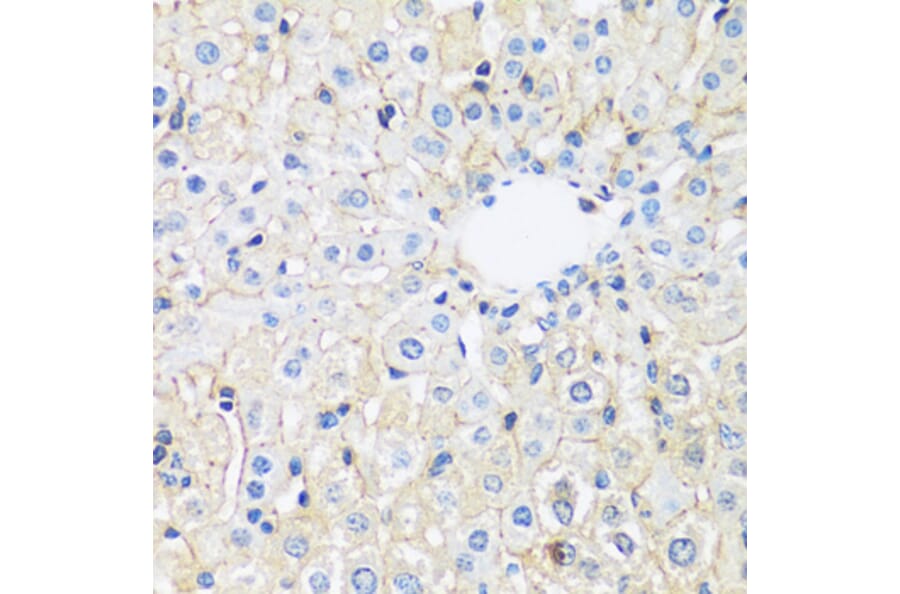 Immunohistochemistry - Anti-ARL4A Antibody (A92537) - Antibodies.com