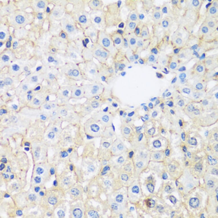 Immunohistochemistry - Anti-ARL4A Antibody (A92537) - Antibodies.com