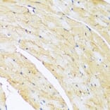 Immunohistochemistry - Anti-ARL4A Antibody (A92537) - Antibodies.com