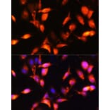 Immunofluorescence - Anti-ARL4A Antibody (A92537) - Antibodies.com