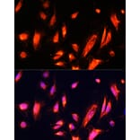 Immunofluorescence - Anti-ARL4A Antibody (A92537) - Antibodies.com