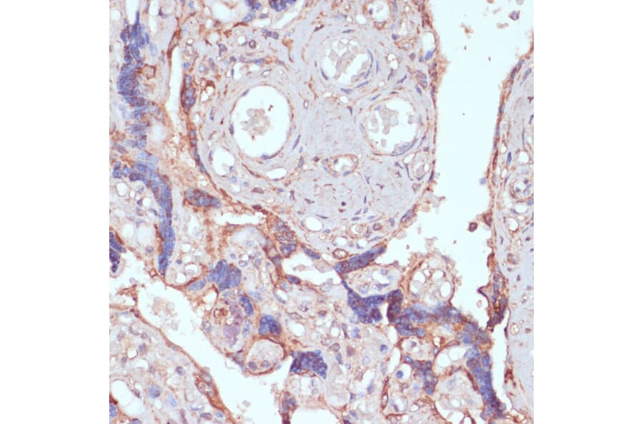 Immunohistochemistry - Anti-ARL4D Antibody (A92538) - Antibodies.com