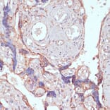 Immunohistochemistry - Anti-ARL4D Antibody (A92538) - Antibodies.com