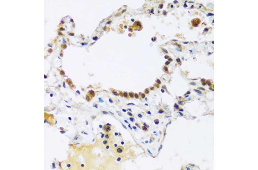 Immunohistochemistry - Anti-ARL6IP4 Antibody (A92539) - Antibodies.com
