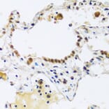 Immunohistochemistry - Anti-ARL6IP4 Antibody (A92539) - Antibodies.com