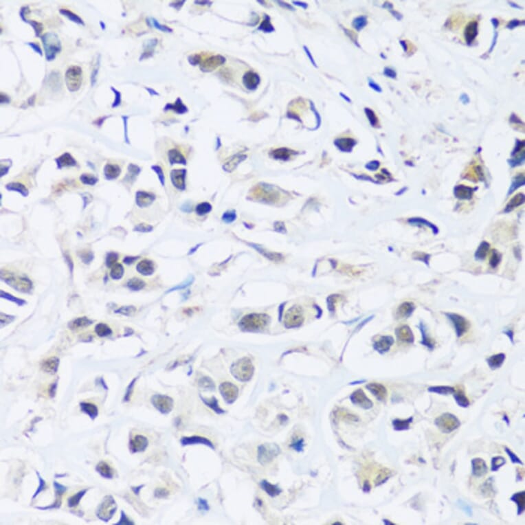 Immunohistochemistry - Anti-ARL6IP4 Antibody (A92539) - Antibodies.com
