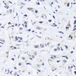 Immunohistochemistry - Anti-ARL6IP4 Antibody (A92539) - Antibodies.com