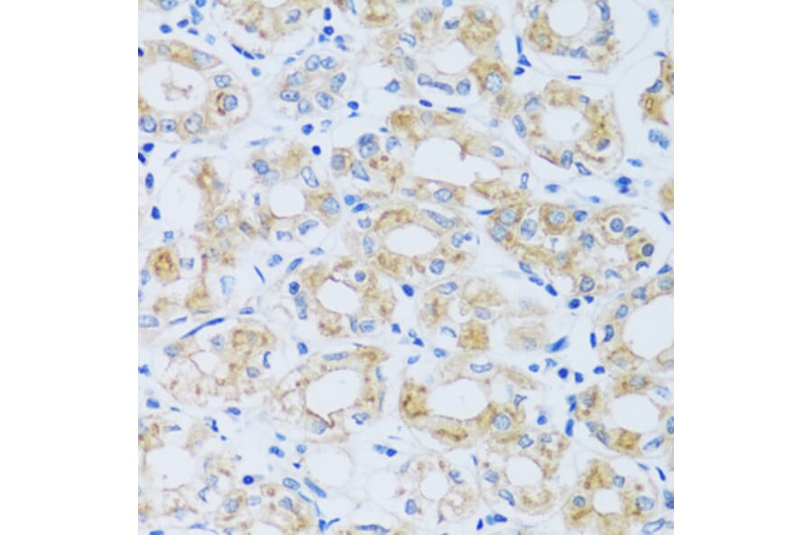 Immunohistochemistry - Anti-ARPC1A Antibody (A17079) - Antibodies.com