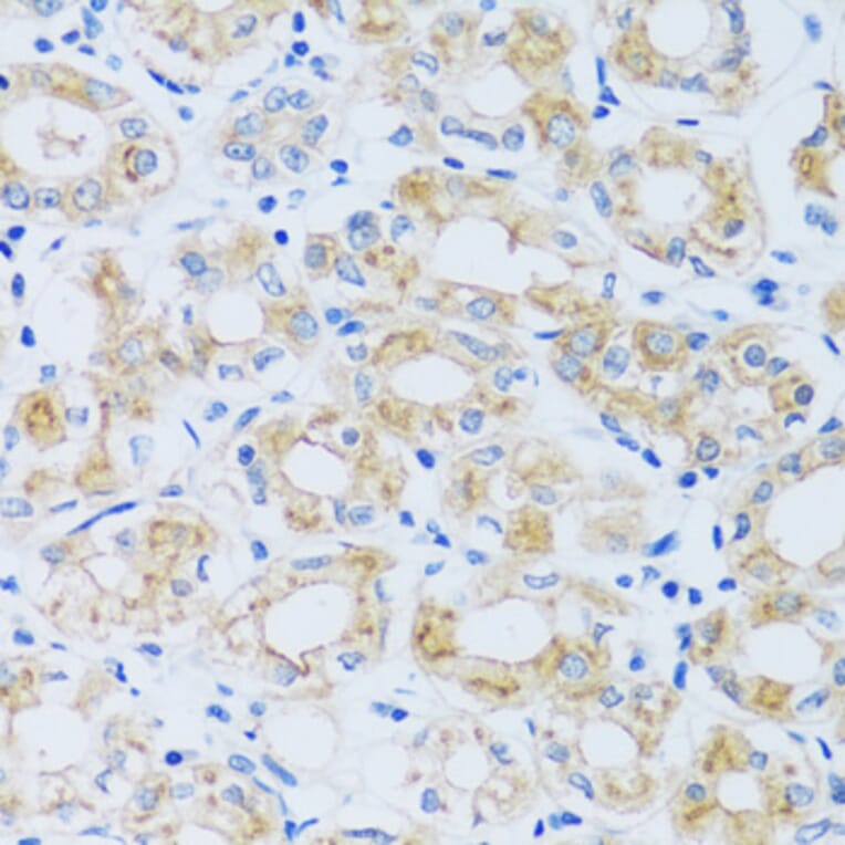 Immunohistochemistry - Anti-ARPC1A Antibody (A17079) - Antibodies.com