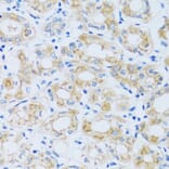 Immunohistochemistry - Anti-ARPC1A Antibody (A17079) - Antibodies.com