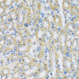 Immunohistochemistry - Anti-ARPC1A Antibody (A17079) - Antibodies.com