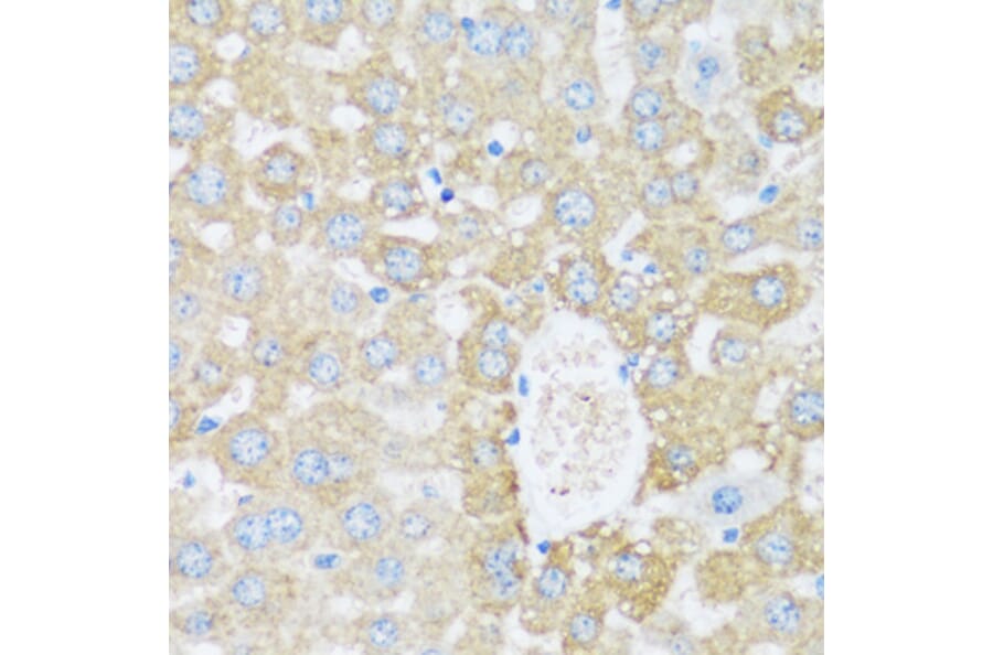 Immunohistochemistry - Anti-ARSB Antibody (A16765) - Antibodies.com