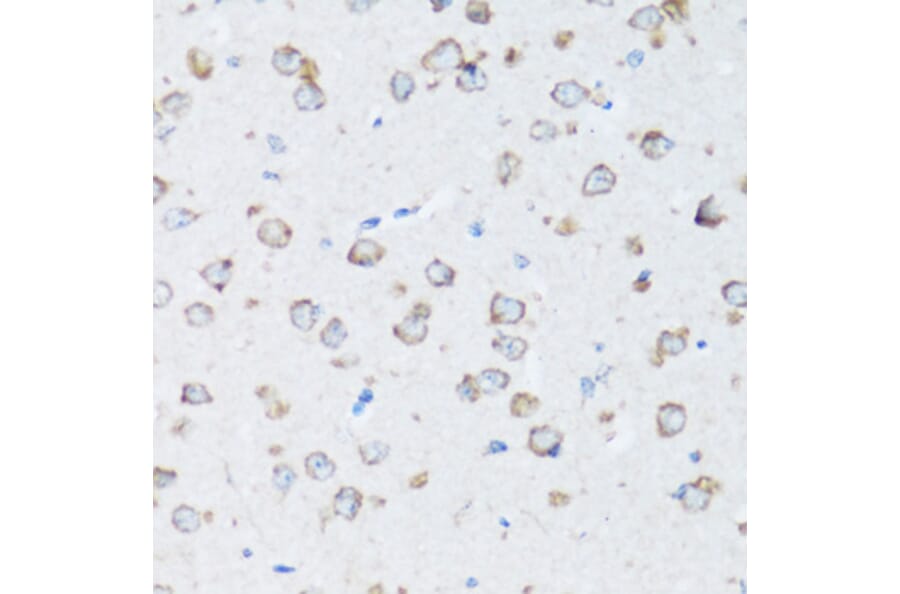 Immunohistochemistry - Anti-ARSB Antibody (A16765) - Antibodies.com