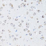 Immunohistochemistry - Anti-ARSB Antibody (A16765) - Antibodies.com