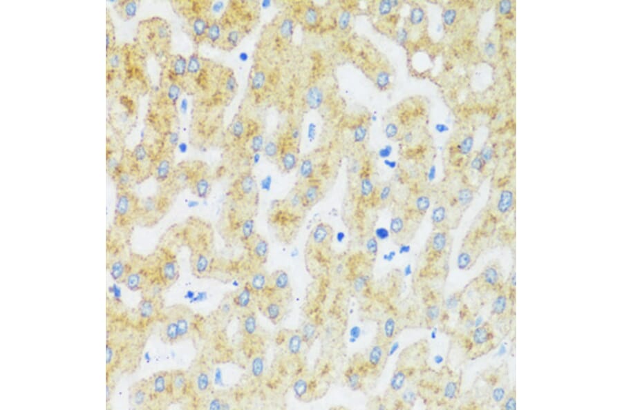 Immunohistochemistry - Anti-Asialoglycoprotein Receptor 1 / HL-1 Antibody (A92544) - Antibodies.com