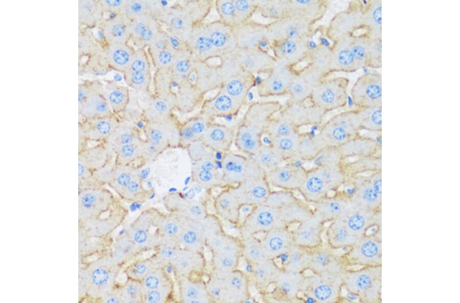 Immunohistochemistry - Anti-Asialoglycoprotein Receptor 1 / HL-1 Antibody (A92544) - Antibodies.com