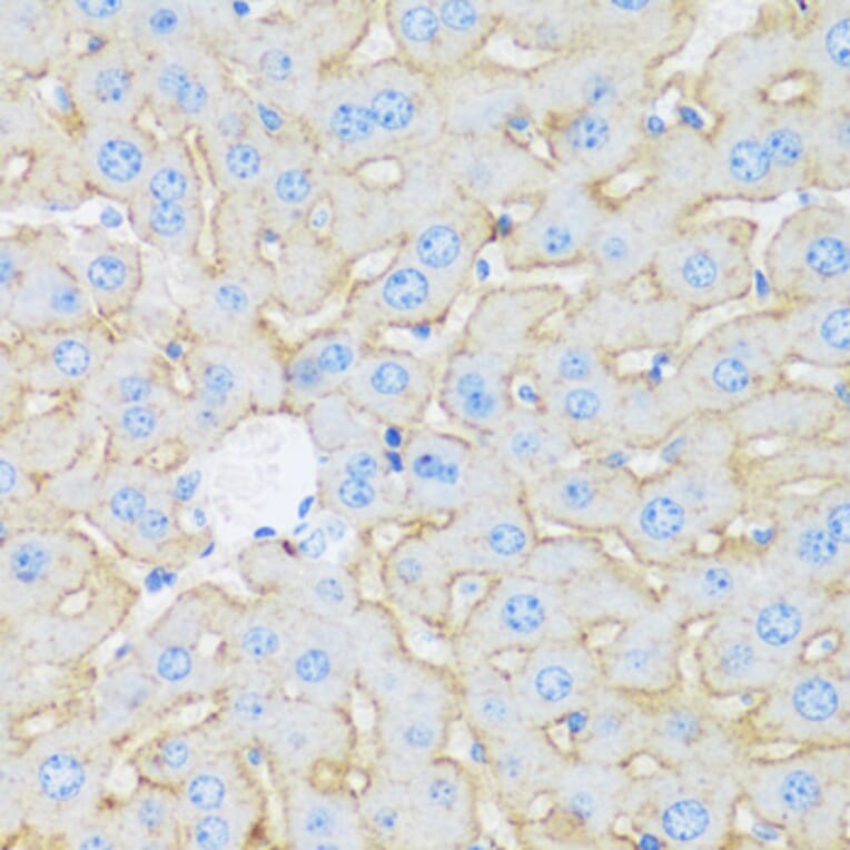 Immunohistochemistry - Anti-Asialoglycoprotein Receptor 1 / HL-1 Antibody (A92544) - Antibodies.com