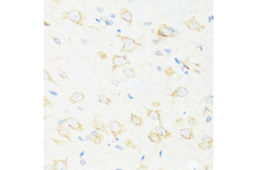 Immunohistochemistry - Anti-ASIC4 Antibody (A17179) - Antibodies.com