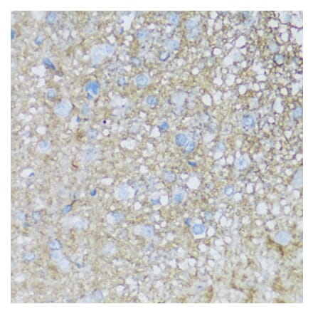 Immunohistochemistry - Anti-ATP1B2 Antibody (A92547) - Antibodies.com