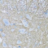 Immunohistochemistry - Anti-ATP1B2 Antibody (A92547) - Antibodies.com