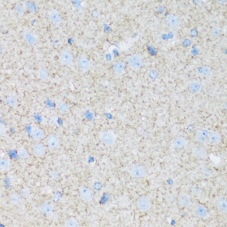 Immunohistochemistry - Anti-ATP1B2 Antibody (A92547) - Antibodies.com