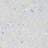 Immunohistochemistry - Anti-ATP1B2 Antibody (A92547) - Antibodies.com
