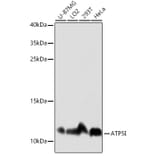Western Blot - Anti-ATP5I Antibody (A92548) - Antibodies.com