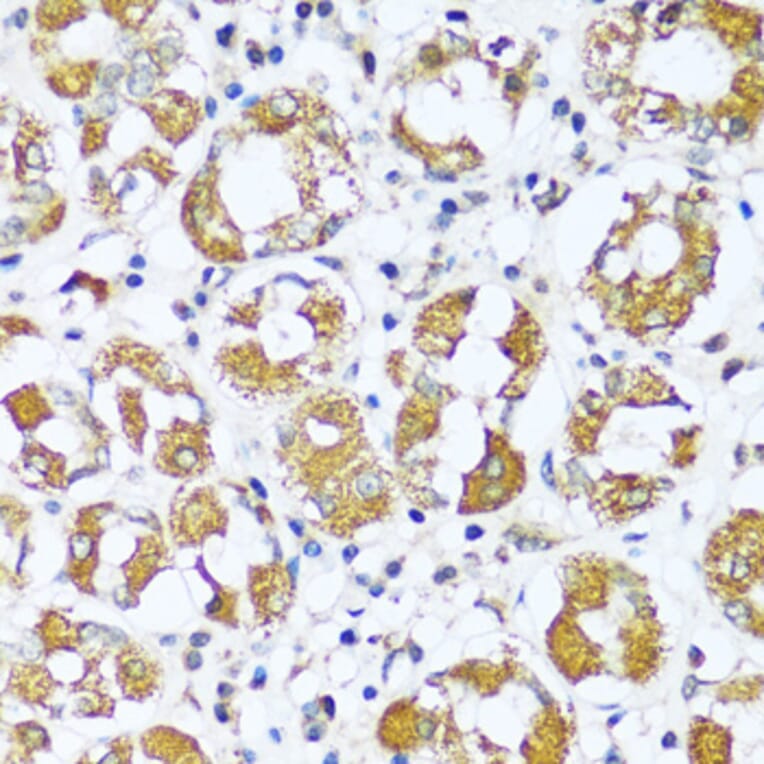 Immunohistochemistry - Anti-ATP5I Antibody (A92548) - Antibodies.com
