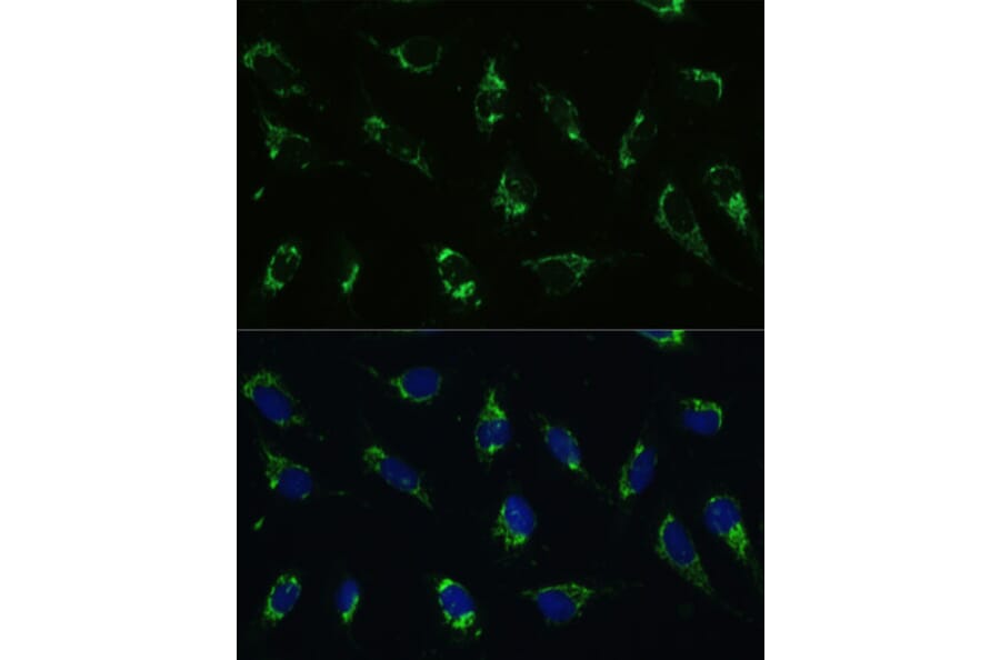 Immunofluorescence - Anti-ATP5I Antibody (A92548) - Antibodies.com