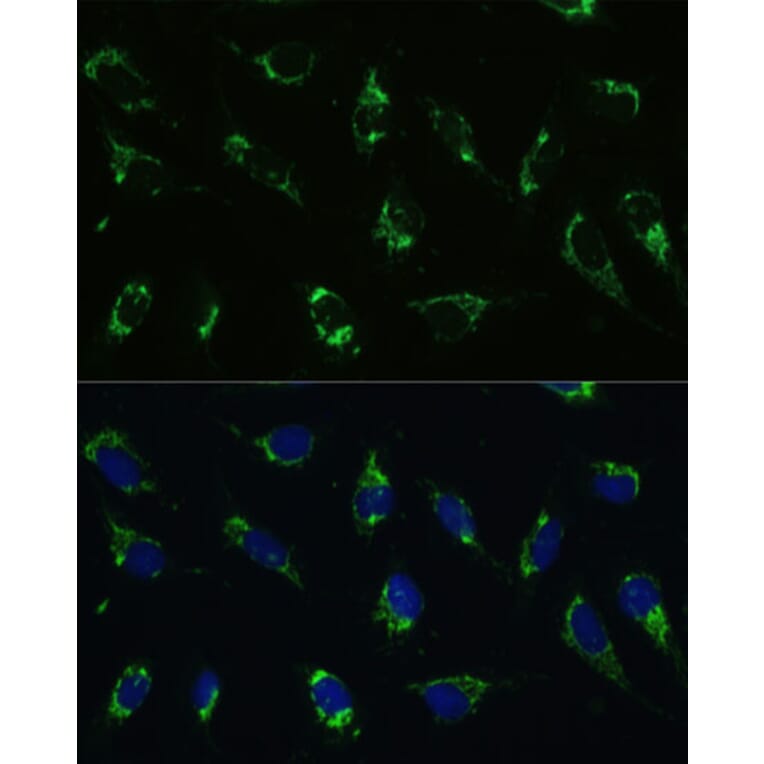 Immunofluorescence - Anti-ATP5I Antibody (A92548) - Antibodies.com