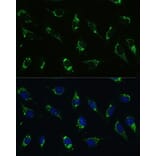 Immunofluorescence - Anti-ATP5I Antibody (A92548) - Antibodies.com