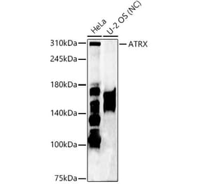 Western Blot - Anti-ATRX Antibody (A92549) - Antibodies.com