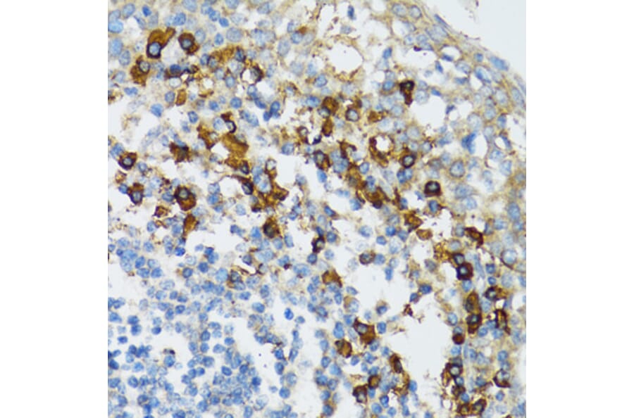 Immunohistochemistry - Anti-Bim Antibody (A92550) - Antibodies.com