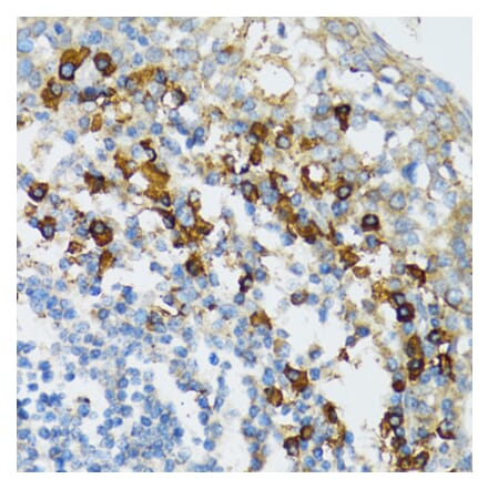 Immunohistochemistry - Anti-Bim Antibody (A92550) - Antibodies.com