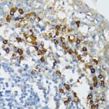 Immunohistochemistry - Anti-Bim Antibody (A92550) - Antibodies.com