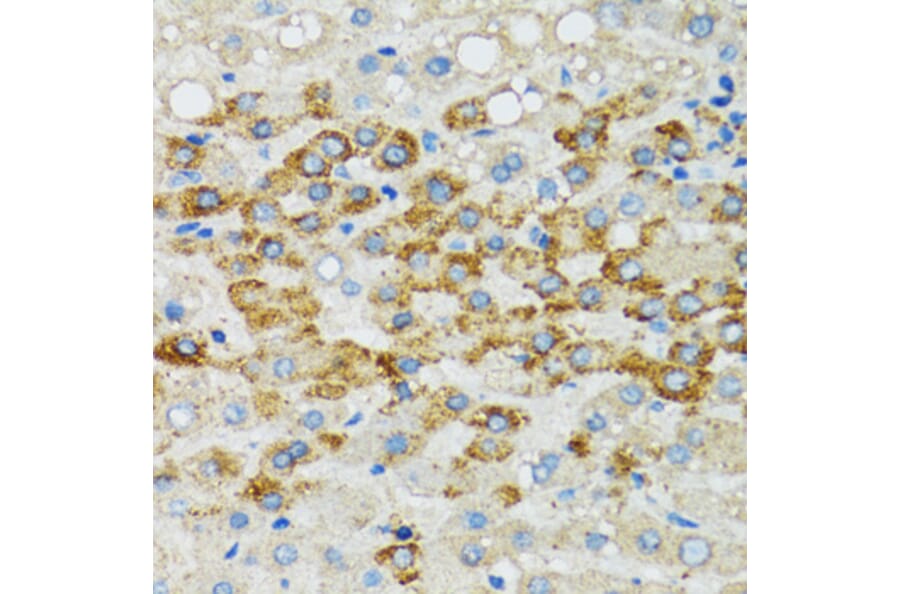 Immunohistochemistry - Anti-Bim Antibody (A92550) - Antibodies.com