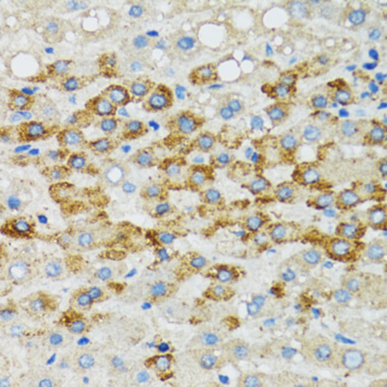 Immunohistochemistry - Anti-Bim Antibody (A92550) - Antibodies.com