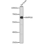 Western Blot - Anti-BMPR1B Antibody (A92552) - Antibodies.com
