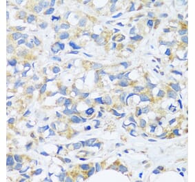 Immunohistochemistry - Anti-C3orf10 Antibody (A92553) - Antibodies.com