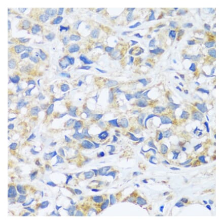 Immunohistochemistry - Anti-C3orf10 Antibody (A92553) - Antibodies.com