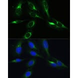 Immunofluorescence - Anti-C3orf10 Antibody (A92553) - Antibodies.com