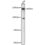 Western Blot - Anti-BRSK1 Antibody (A92554) - Antibodies.com