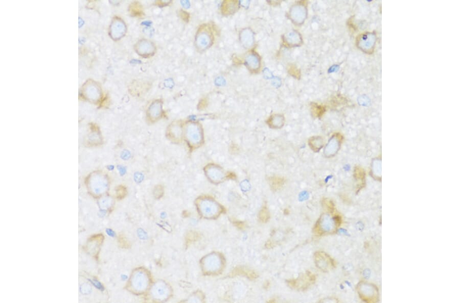 Immunohistochemistry - Anti-BRSK1 Antibody (A92554) - Antibodies.com