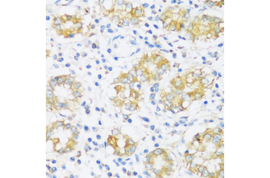 Immunohistochemistry - Anti-BRSK1 Antibody (A92554) - Antibodies.com