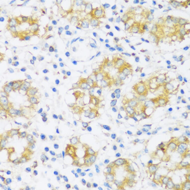 Immunohistochemistry - Anti-BRSK1 Antibody (A92554) - Antibodies.com
