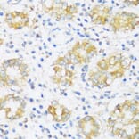 Immunohistochemistry - Anti-BRSK1 Antibody (A92554) - Antibodies.com