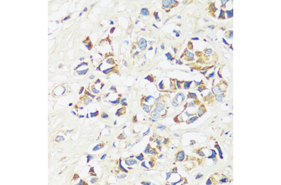 Immunohistochemistry - Anti-CAPS1 Antibody (A92557) - Antibodies.com