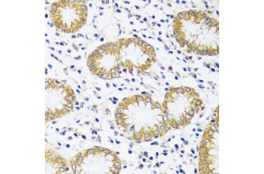 Immunohistochemistry - Anti-CAPS1 Antibody (A92557) - Antibodies.com