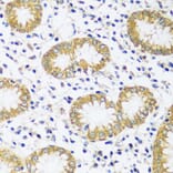 Immunohistochemistry - Anti-CAPS1 Antibody (A92557) - Antibodies.com